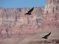 Condors